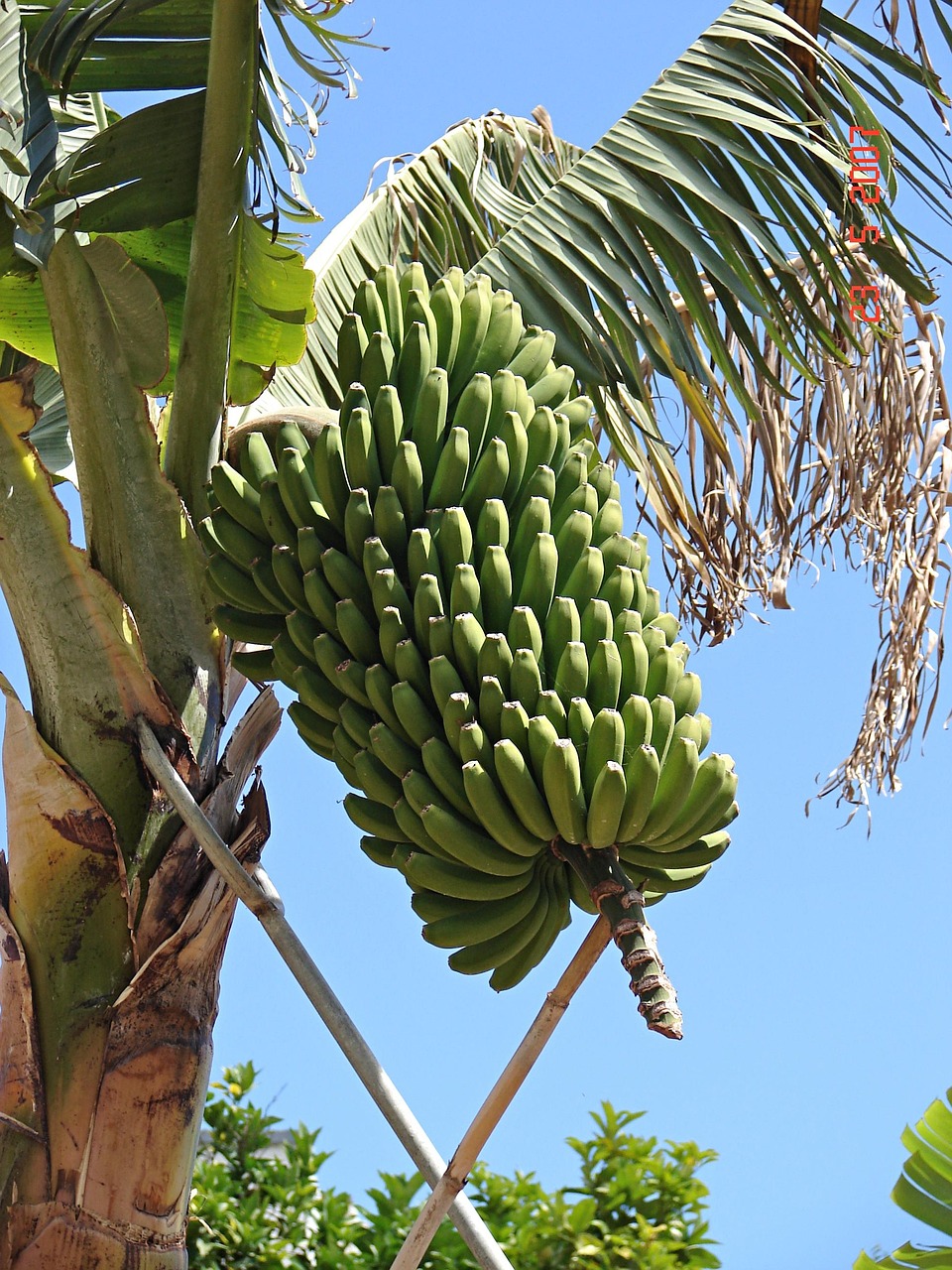 Banana tree